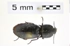 Foto (Dorsalansicht) von Selatosomus (Selatosomus) armeniacus (Dolin, 1982) (NHMW-ZOO-COL-0008375)